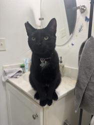 Lost Male Cat last seen Edgewood ests Mobile Home Park, Fort Wayne, IN 46818