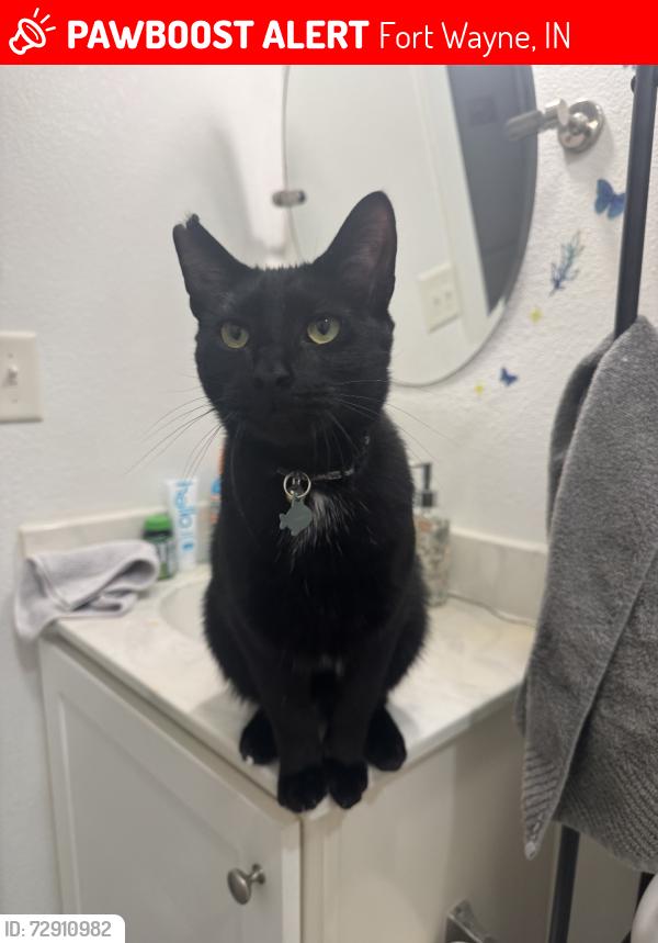 Lost Male Cat last seen Edgewood ests Mobile Home Park, Fort Wayne, IN 46818