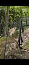 Found/Stray Unknown Cat last seen Wagner Pl, Hawthorne, NJ 07506