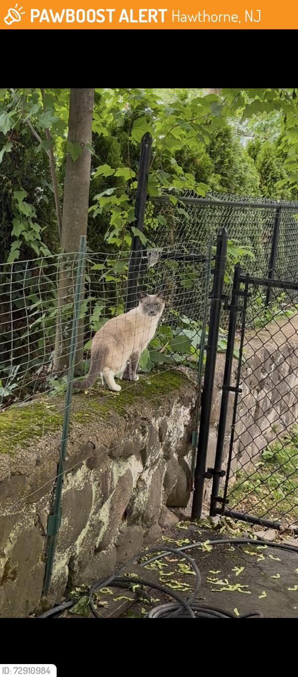 Found/Stray Unknown Cat last seen Wagner Pl, Hawthorne, NJ 07506