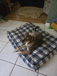Reunited Female Dog last seen Bang elementary , Houston, TX 77064
