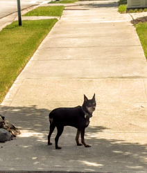 Reunited Female Dog last seen Drew Dr & Johnson Rd.   3 blocks from Shirley Clark Franklin Park, Atlanta, GA 30318