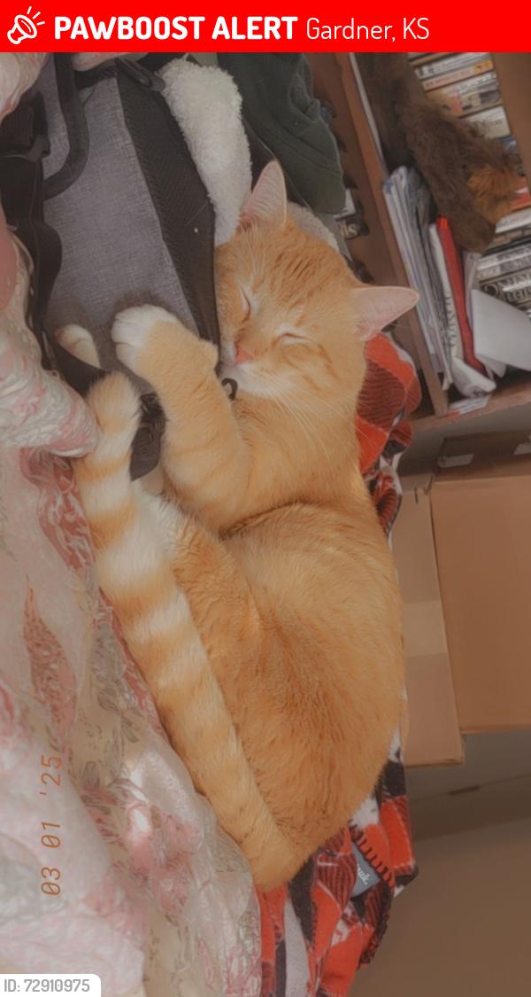 Lost Male Cat last seen Gardner Elementary, Gardner, KS 66030