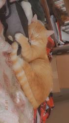 Lost Male Cat last seen Gardner Elementary, Gardner, KS 66030