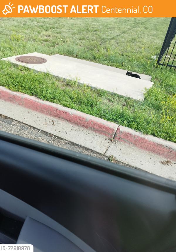 Found/Stray Unknown Cat last seen S Fulton and E Gedsdes Ave, Centennial, CO 80112