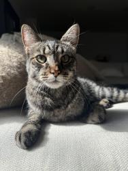 Reunited Male Cat last seen Newland and Adams, Bartlett Park area, Huntington Beach, CA 92646
