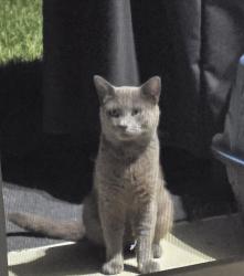 Found/Stray Unknown Cat last seen Heritage/Terra Vista Subdivisions , Hernando, FL 34442