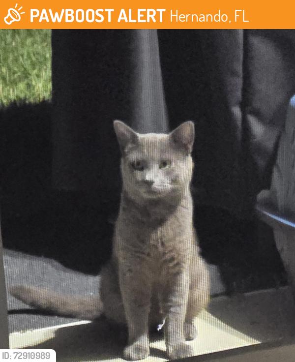 Found/Stray Unknown Cat last seen Heritage/Terra Vista Subdivisions , Hernando, FL 34442