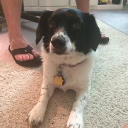 Lost Female Dog last seen Mill run rd dallas Texas, Dallas, TX 75244