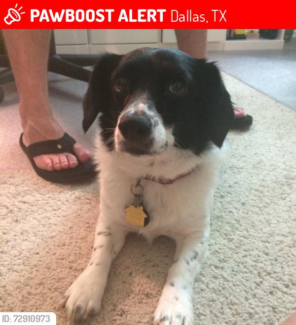 Lost Female Dog last seen Mill run rd dallas Texas, Dallas, TX 75244