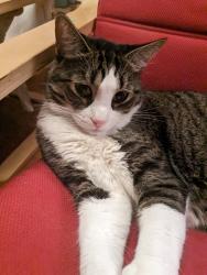 Reunited Male Cat last seen Smith street and Ardmore Ave, Providence, RI 02908