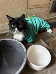 Reunited Male Cat last seen Highway 52, Aims Community College, Coyote Creek Golf Course, Fort Lupton, CO 80621