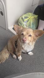 Reunited Male Dog last seen Hwy 82, Smith Oak Rd., Sherman, TX 75090