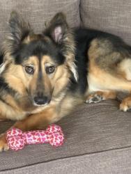 Reunited Female Dog last seen Meridian, Graham, WA 98338