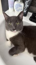 Reunited Male Cat last seen Earl st , Schuylkill Haven, PA 17972
