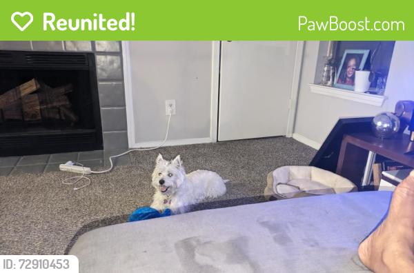 Reunited Female Dog last seen Doroco Dr and Northbrook Rd, Doraville, GA 30340