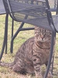 Found/Stray Unknown Cat last seen Pharos Legacy in Traemoor shopping center , Fayetteville, NC 28306