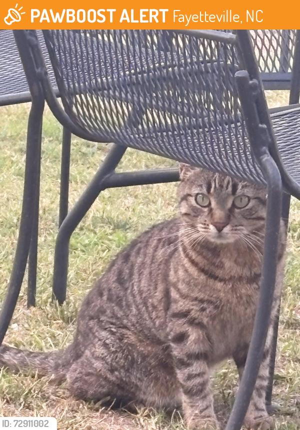 Found/Stray Unknown Cat last seen Pharos Legacy in Traemoor shopping center , Fayetteville, NC 28306