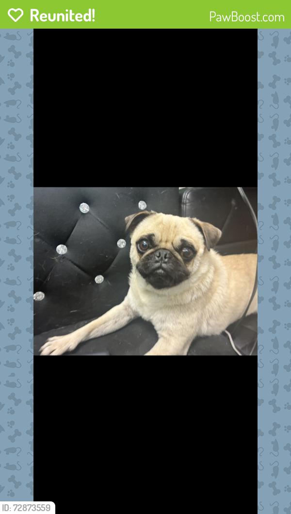 Reunited Male Dog last seen Near South Townsend Street, Santa Ana, CA, USA, Santa Ana, CA 92704
