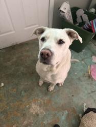 Reunited Male Dog last seen Carson Heights, Indianapolis, IN, USA, Indianapolis, IN 46227