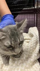 Shelter Stray Female Cat last seen Near BLOCK BLCK BERTHA ST, CERRITOS, CA 90703, Cerritos, CA 90703