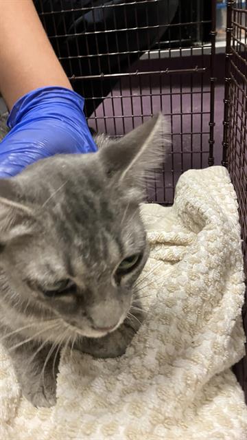 Shelter Stray Female Cat last seen Near BLOCK BLCK BERTHA ST, CERRITOS, CA 90703, Cerritos, CA 90703, USA