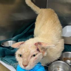 Shelter Stray Male Cat last seen WESTLEAF, San Antonio, TX 78227