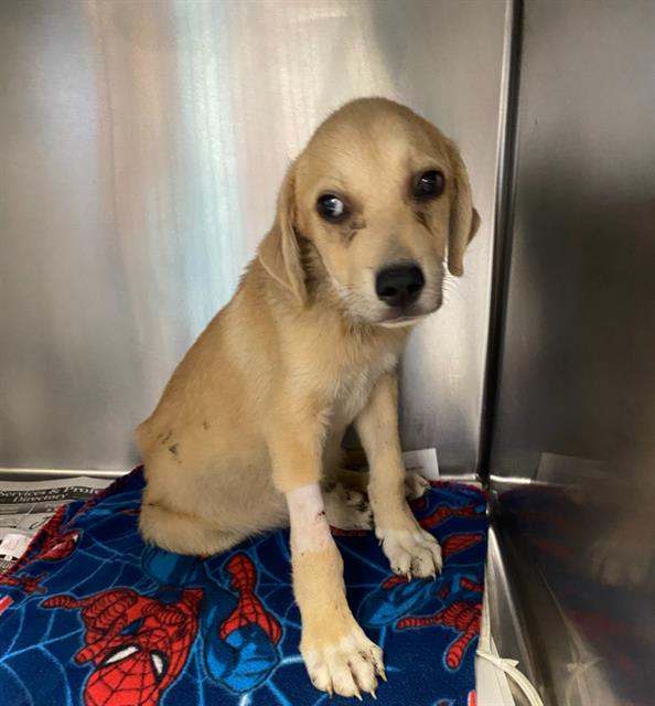 Shelter Stray Male Dog last seen N SAN DARIO AND RIVAS, San Antonio, TX 78227
