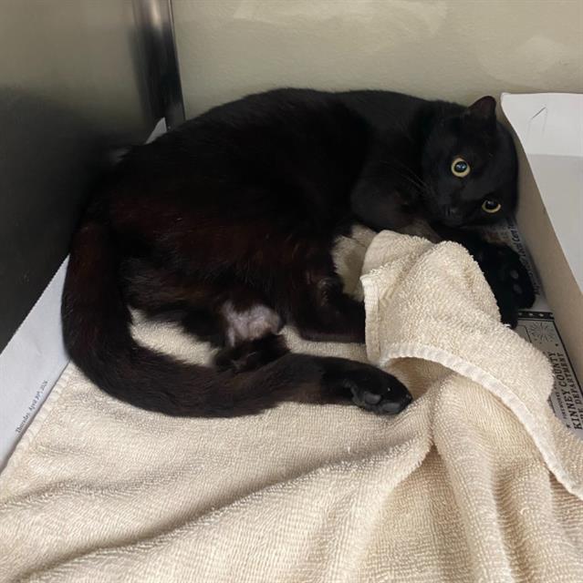 Shelter Stray Female Cat last seen Near BLOCK JANE ELLEN, San Antonio, TX 78227