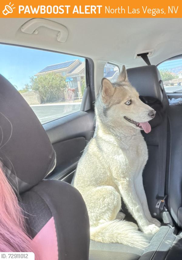 Found/Stray Male Dog last seen Behind Texas Roadhouse, North Las Vegas, NV 89081