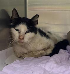 Shelter Stray Male Cat last seen Near BLOCK BLANCO RD, San Antonio, TX 78227