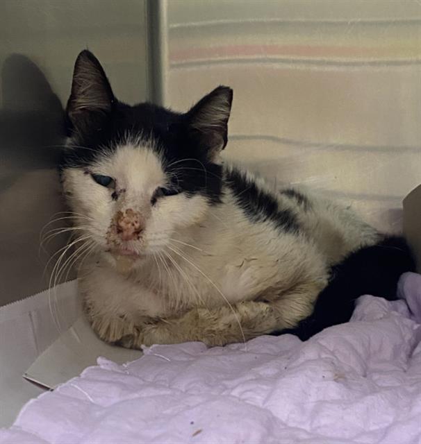 Shelter Stray Male Cat last seen Near BLOCK BLANCO RD, San Antonio, TX 78227