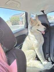 Found/Stray Male Dog last seen Behind Texas Roadhouse, North Las Vegas, NV 89081