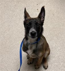 Shelter Stray Male Dog last seen Near BLOCK GREENWOOD MEADOW LN, BAKERSFIELD CA 93308, Bakersfield, CA 93308