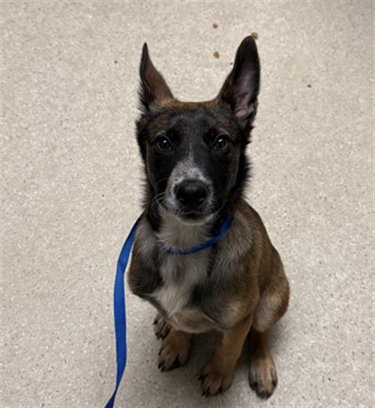 Shelter Stray Male Dog last seen Near BLOCK GREENWOOD MEADOW LN, BAKERSFIELD CA 93308, Bakersfield, CA 93308