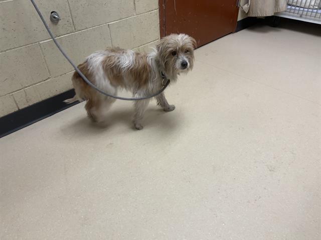 Shelter Stray Female Dog last seen , Milwaukee, WI 53215