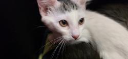 Shelter Stray Female Cat last seen , Sacramento, CA 95827