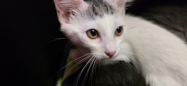 Shelter Stray Female Cat last seen , Sacramento, CA 95827