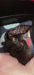 Shelter Stray Female Cat last seen MOUNTAIN AVE/OAK AVE, 95662, Sacramento, CA 95827