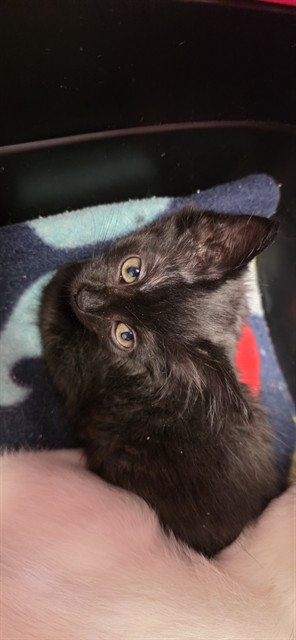 Shelter Stray Female Cat last seen MOUNTAIN AVE/OAK AVE, 95662, Sacramento, CA 95827
