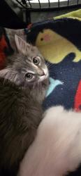 Shelter Stray Female Cat last seen MOUNTAIN AVE/OAK AVE, 95662, Sacramento, CA 95827