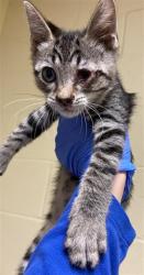 Shelter Stray Male Cat last seen SHADOW TREE DR & SAN JUAN RD, Sacramento, CA 95818