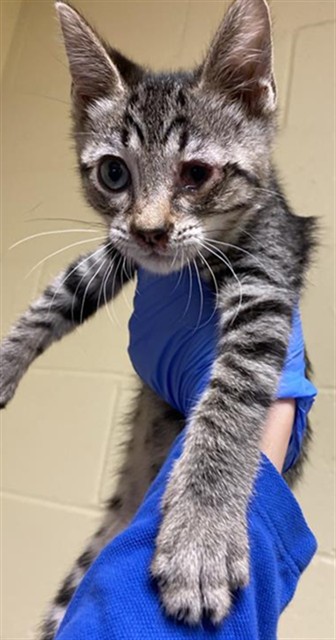 Shelter Stray Male Cat last seen SHADOW TREE DR & SAN JUAN RD, Sacramento, CA 95818