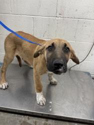 Shelter Stray Male Dog last seen Near BLOCK BASELINE ST, San Bernardino, CA 92401