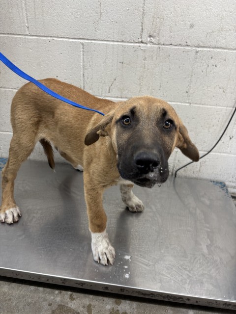 Shelter Stray Male Dog last seen Near BLOCK BASELINE ST, San Bernardino, CA 92401