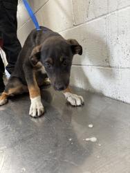 Shelter Stray Female Dog last seen Near BLOCK BASELINE ST, San Bernardino, CA 92401