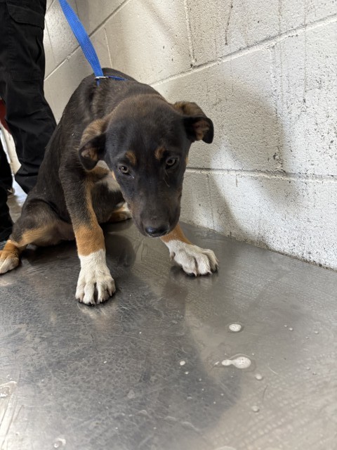 Shelter Stray Female Dog last seen Near BLOCK BASELINE ST, San Bernardino, CA 92401