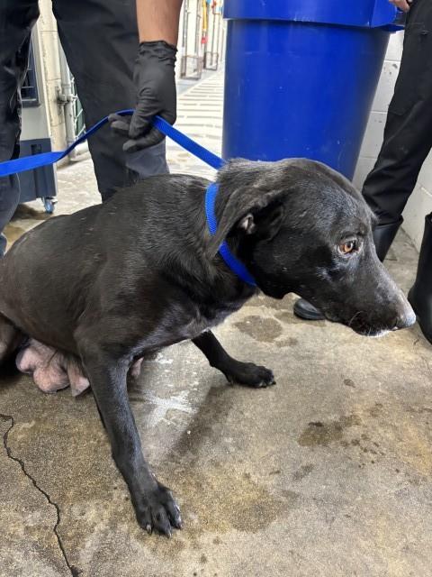 Shelter Stray Female Dog last seen Near BLOCK BASELINE ST, San Bernardino, CA 92401
