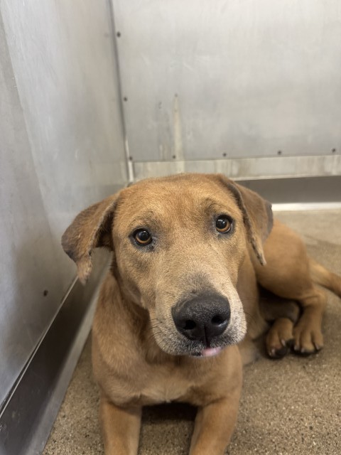 Shelter Stray Female Dog last seen Near BLOCK BASELINE ST, San Bernardino, CA 92401
