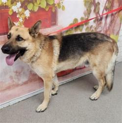 Shelter Stray Male Dog last seen CYPRESS AVE & MERRILL AVE, FONTANA, CA, 92335, San Bernardino, CA 92401